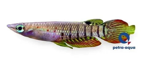 Näsets Ciklidhobby Panchax Lineatus akvariefisk 5,5–7 cm