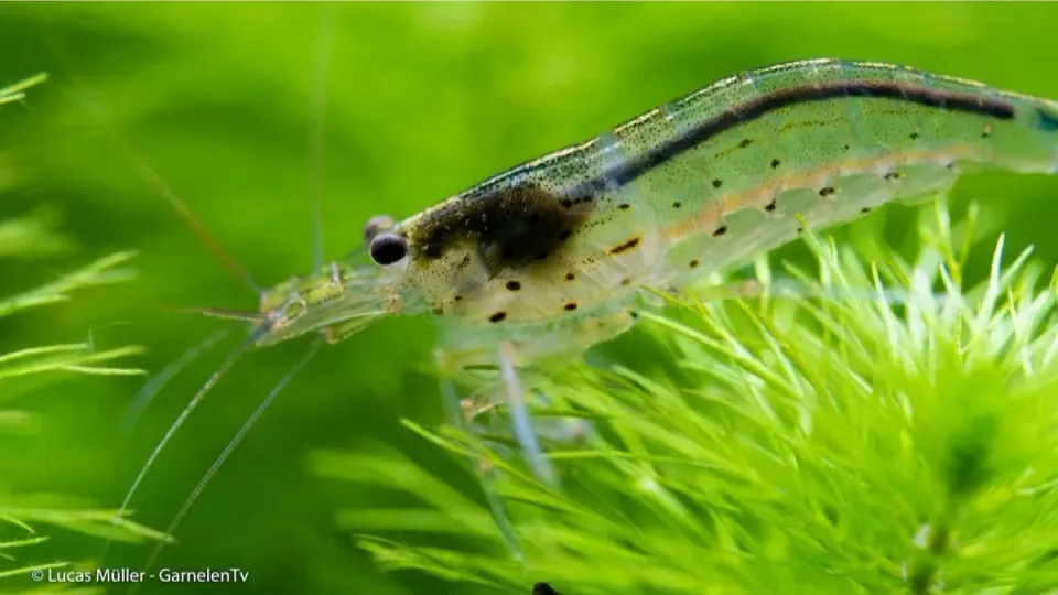 Garnelen TV Caridina multidentata amanoräka S algätare