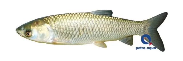 Näsets Ciklidhobby Grass carp gräskarpsfisk 10–12 cm damm