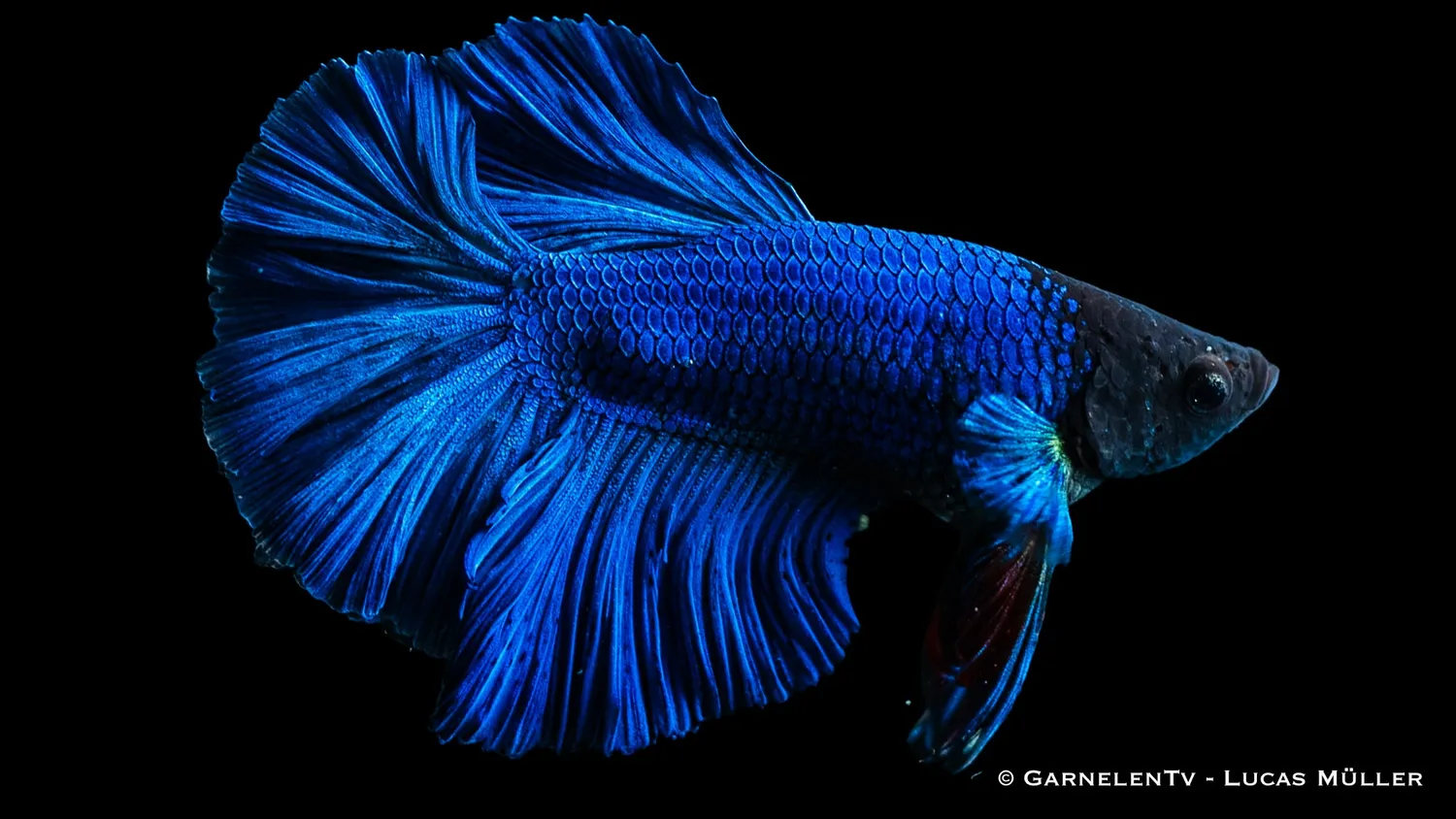 Garnelen TV Halfmoon kampfisk hane Betta splendens