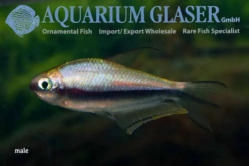 Näsets Ciklidhobby Emperor tetra md Nematobrycon palmeri