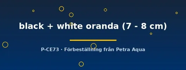 Black + White Oranda guldfisk 7–8 cm svart-vit