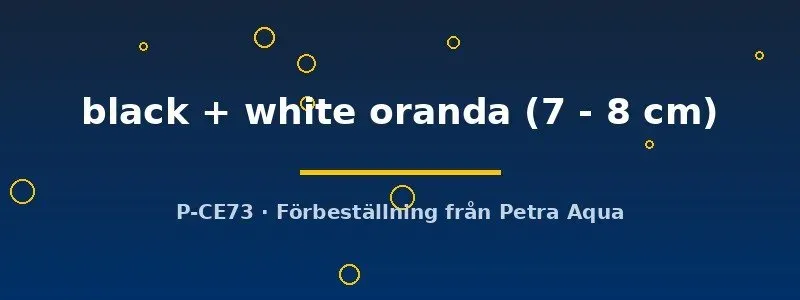 Black + White Oranda guldfisk 7–8 cm svart-vit
