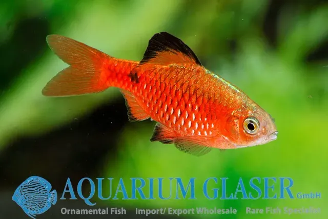 Näsets Ciklidhobby Praktbarb Neon Röd barb 3–3,5 cm
