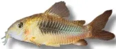 Näsets Ciklidhobby Corydoras Egues >4,5 cm pansarmal