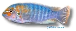 Näsets Ciklidhobby Labeotropheus fuelleborni 7–9 cm malawiciklid