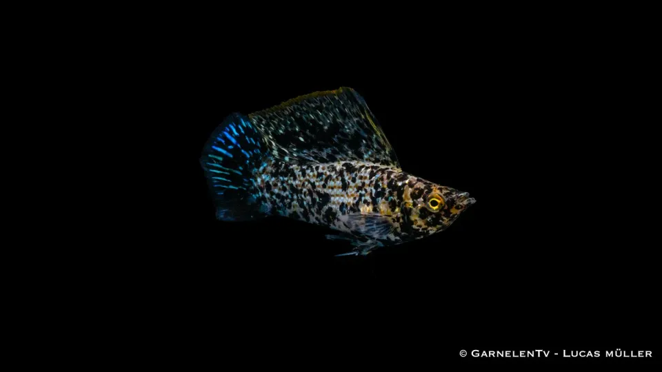 Garnelen TV Segelkärpfling Dalmatiner Poecilia velifera fisk