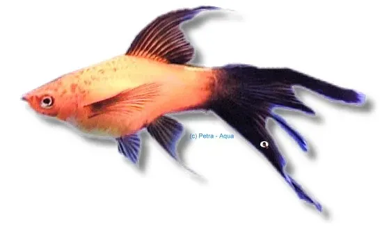 Näsets Ciklidhobby Swordtail Ada Red Lyra 5–6 cm röd