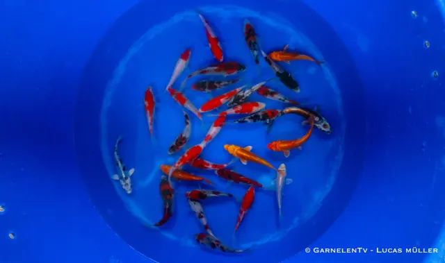 Garnelen TV Japan Koi Miyako dammfisk 10–12 cm