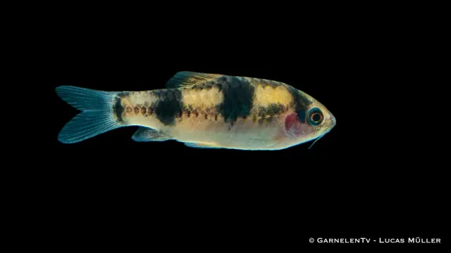 Garnelen TV Glödkolsbarb stimfisk Barbus fasciatus