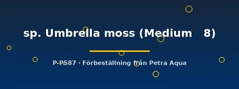 Hypopterygium Umbrella moss mossa Medium 8