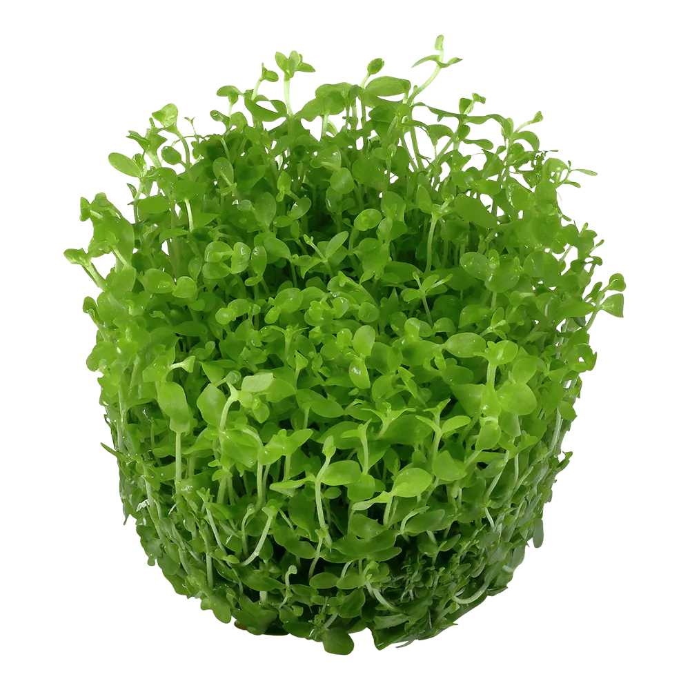 Akvarievalvet Micranthemum Monte Carlo akvarieväxt matta