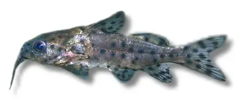 Synodontis nigrita mal 4-4,5 cm bottenfisk