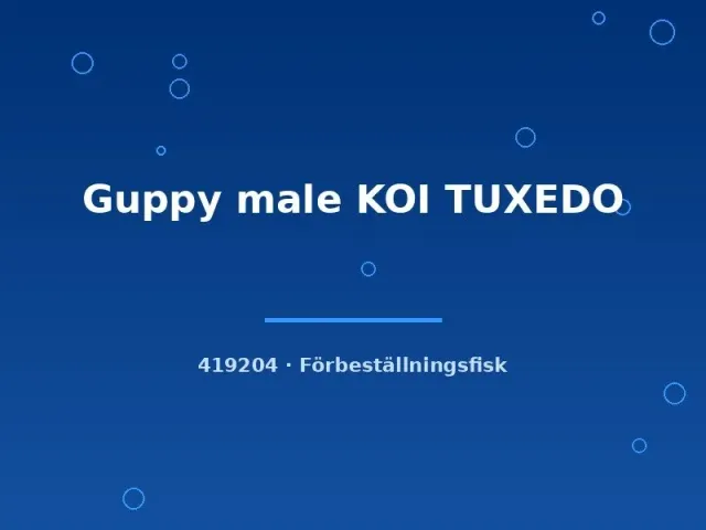 Näsets Guppy Koi Tuxedo hane akvariefisk md färgstark
