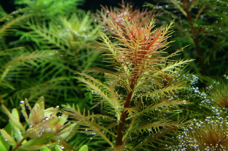 Akvarievalvet Proserpinaca palustris Cuba akvarieväxt