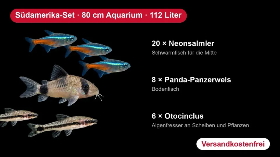 Garnelen TV Sydamerika-set 80 cm 112 liter 34 fiskar neontetra