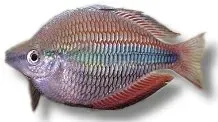 Melanotaenia trifasciata banded regnbågsfisk ö6 cm