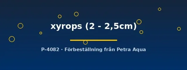 Näsets Ciklidhobby Devario xyrops akvariefisk 2–2,5 cm stim