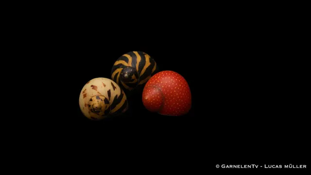 Garnelen TV Fancy Geweihschnecke Clithon algsnäcka