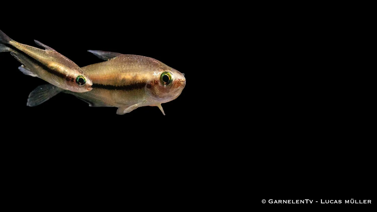 Garnelen TV Regnbågstetra Nematobrycon lacortei stimfisk