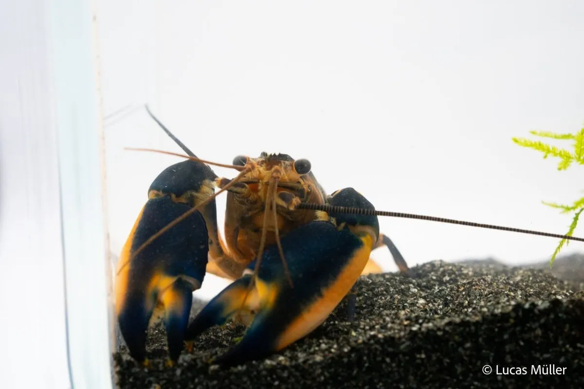Garnelen TV Green Hornet flodkräfta Cherax 100L