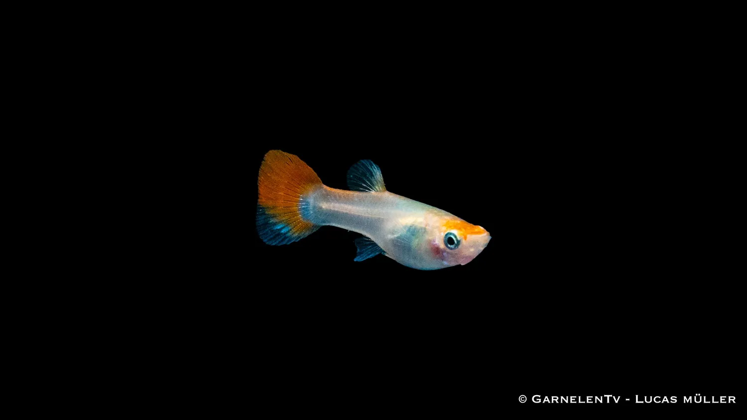 Garnelen TV Guppy Pink Metallic Poecilia reticulata hona