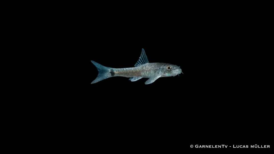 Garnelen TV Kangal-knabberfisk Garra rufa akvariefisk fredlig
