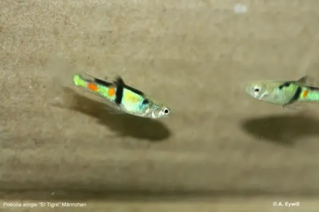 Näsets Ciklidhobby Endlers Campoma El Tigre 2–2,5 cm