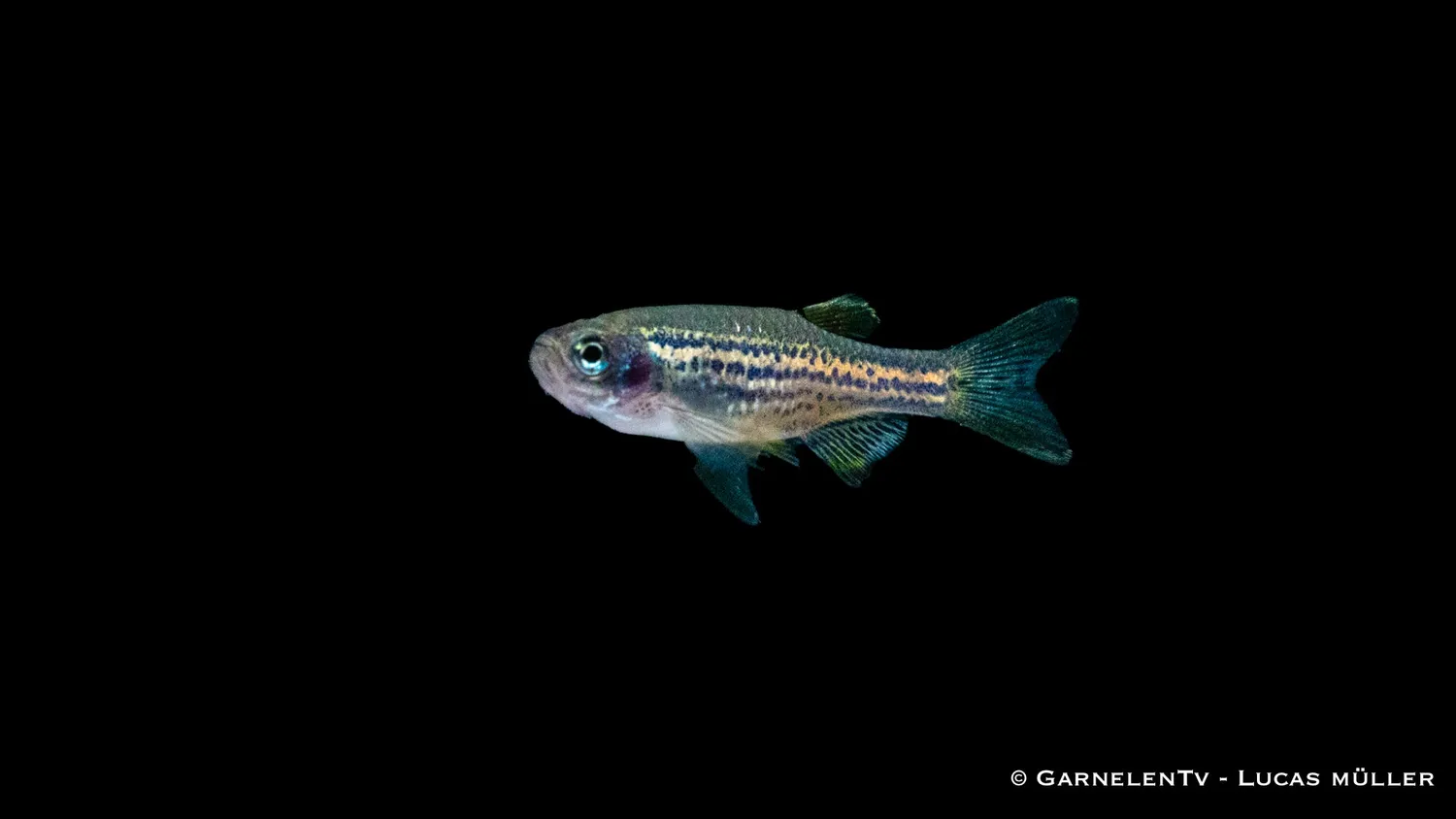 Garnelen TV Danio rerio leopard akvariefisk sötvatten