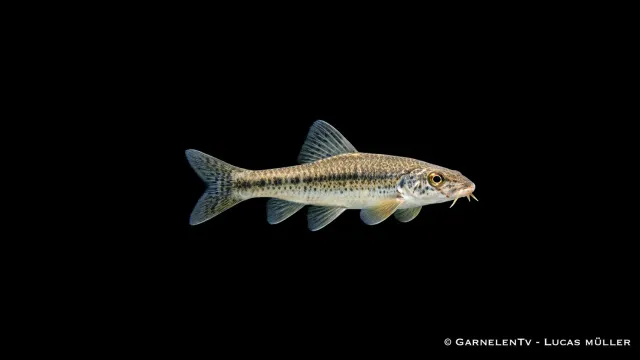 Gründling Gobio gobio stimfisk 10-12 cm bottenlevande