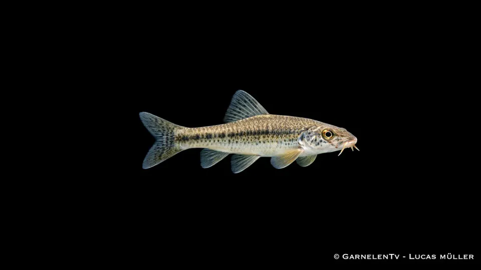 Gründling Gobio gobio stimfisk 10-12 cm bottenlevande