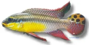 Pelvicachromis taeniatus bandewouri ciklid 4–5 cm parbildande