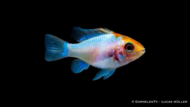 Garnelen TV Microgeophagus ramirezi blue punk fjärilsciklid