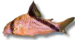 Näsets Ciklidhobby Corydoras melini Bandit pansarmal 3,5–4 cm
