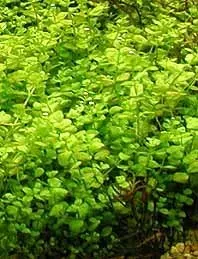 Näsets Ciklidhobby Micranthemum umbrosum akvarieväxt kruka
