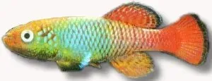 Näsets Ciklidhobby Nothobranchius guentheri blue killi 2,5–3,5cm