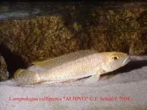 Näsets Ciklidhobby Lamprologus callipterus akvariefisk 5-7 cm