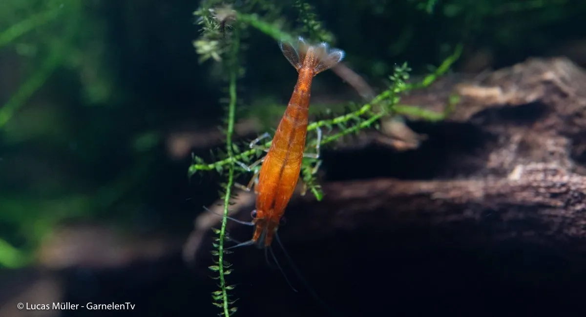 Garnelen TV Orange Fire dvärgräka orange Neocaridina davidi
