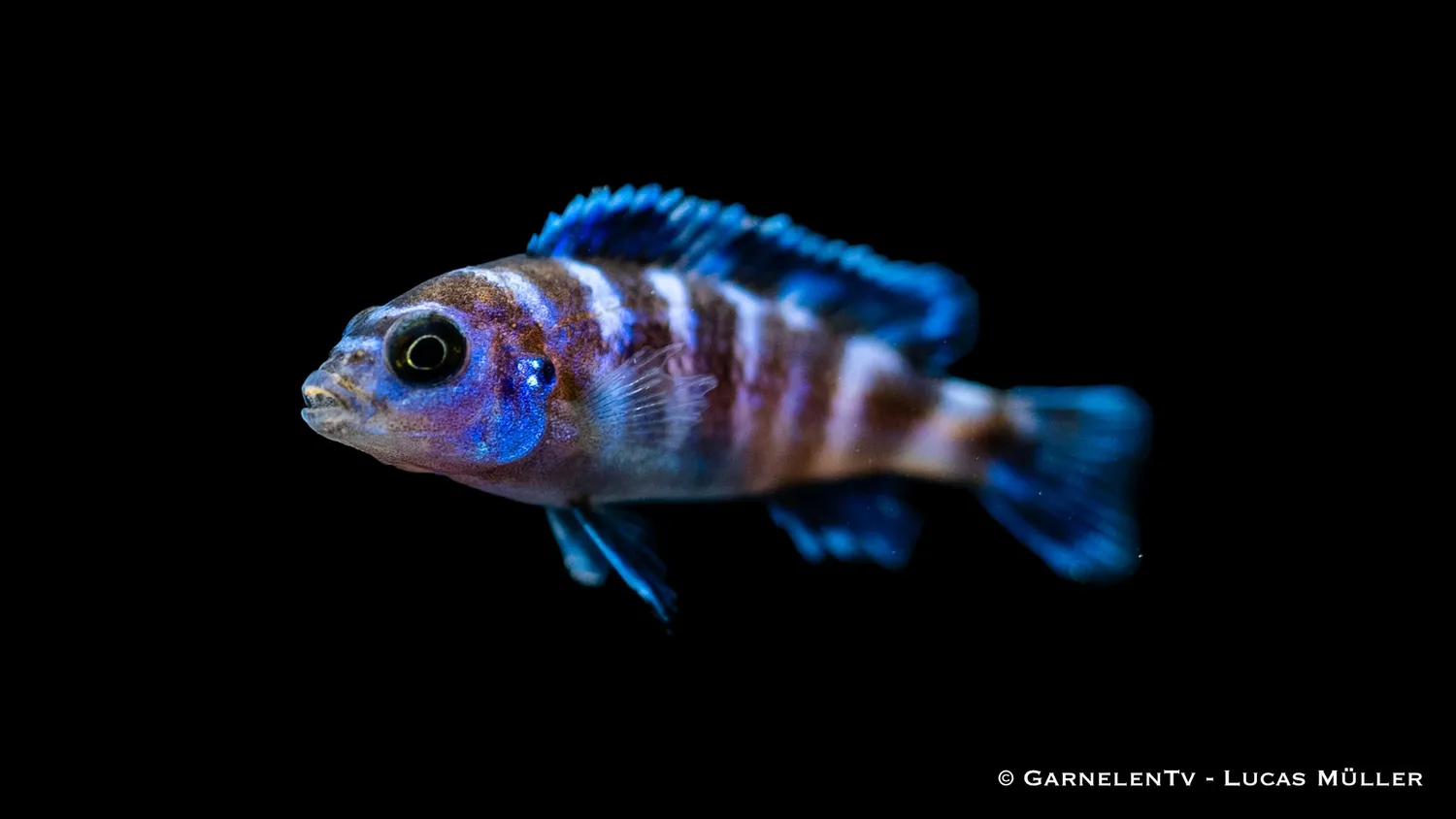 Garnelen TV Demasoni malawiciklid Pseudotropheus