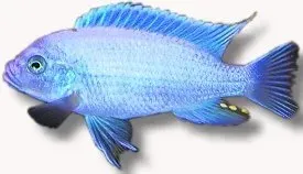 Näsets Ciklidhobby Pseudotropheus zebra red+blue ciklid 4–5 cm