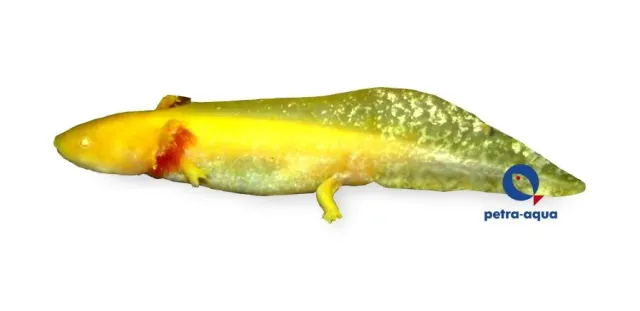 Näsets Ciklidhobby Ambystoma mexicanum gold 9–11 cm axolotl