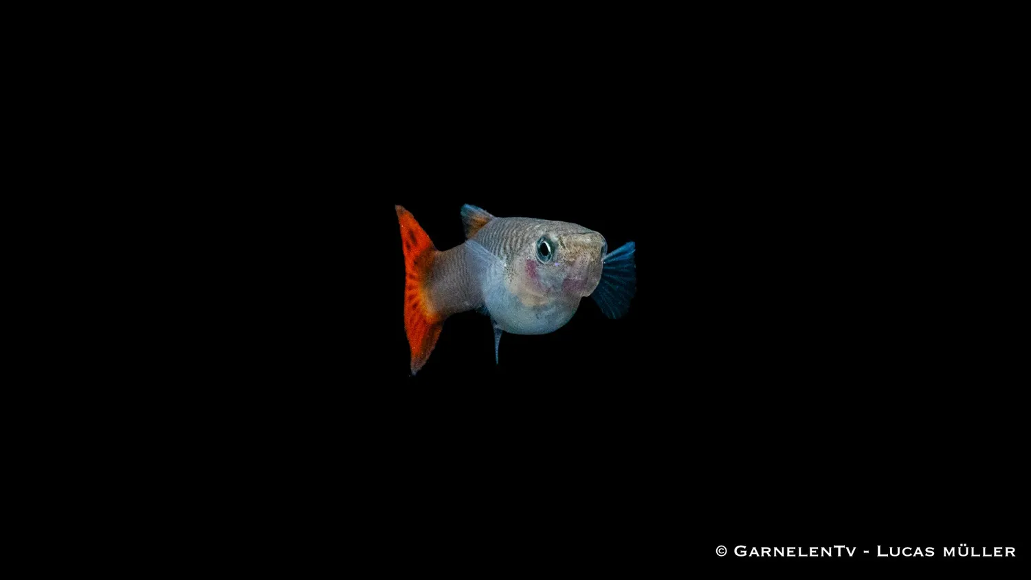 Garnelen TV Guppy Pink akvariefisk hona