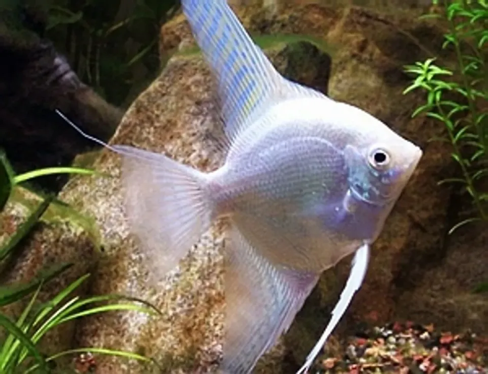 Pterophyllum scalare platinum skalar 14-16 cm