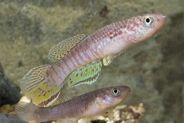 Näsets Ciklidhobby Fundulopanchax sjoestedti killifisk par