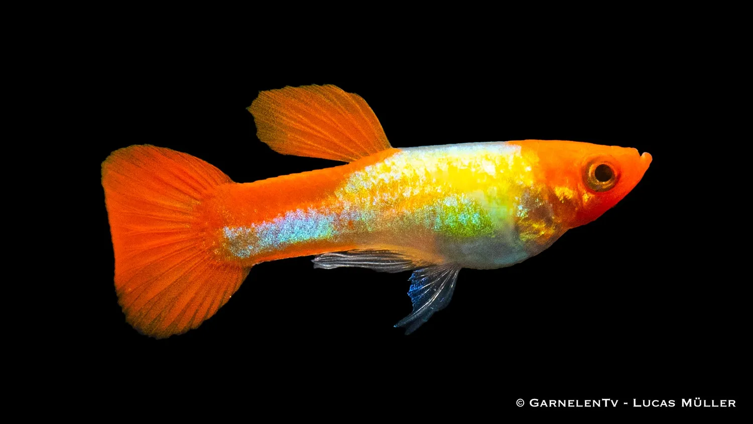 Garnelen TV Koi Kohaku Metallic guppy hane 3–4 cm
