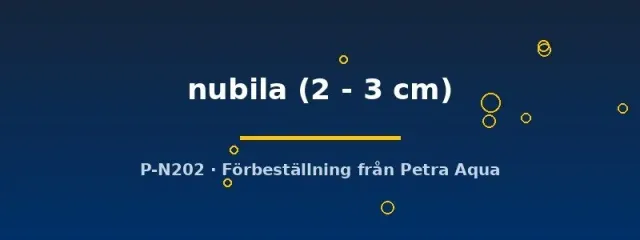 Näsets Ciklidhobby Astatotilapia nubila ciklid 2–3 cm