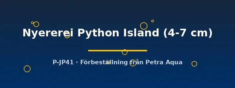 Näsets Ciklidhobby Haplochromis Nyererei Python Island ciklid 4–7 cm
