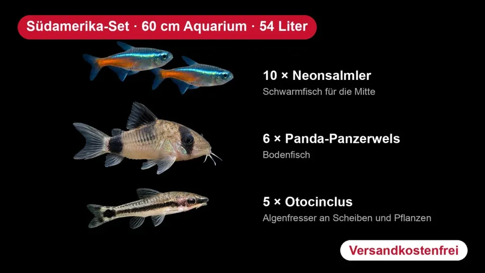 Garnelen TV Südamerika-Set 60 cm akvarium 21 fiskar