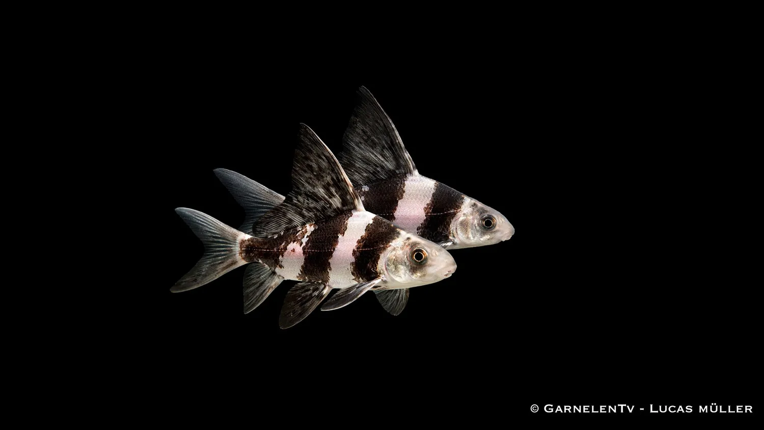 Garnelen TV Vimpelkarp Myxocyprinus akvariefisk stor