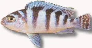 Pseudotropheus Lombardoi malawiciklid 4–5 cm blågul